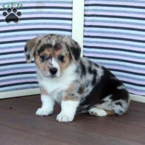 Tim, Welsh Corgi Mix Puppy