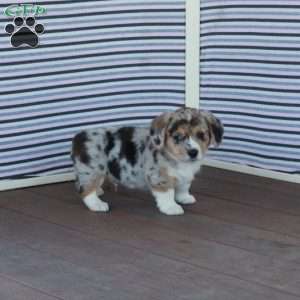 Tim, Welsh Corgi Mix Puppy