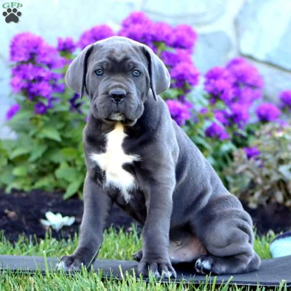 Timmy, Cane Corso Puppy