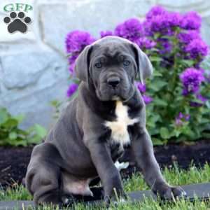 Timmy, Cane Corso Puppy