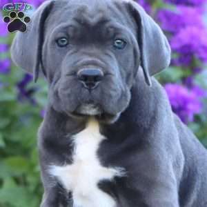 Timmy, Cane Corso Puppy