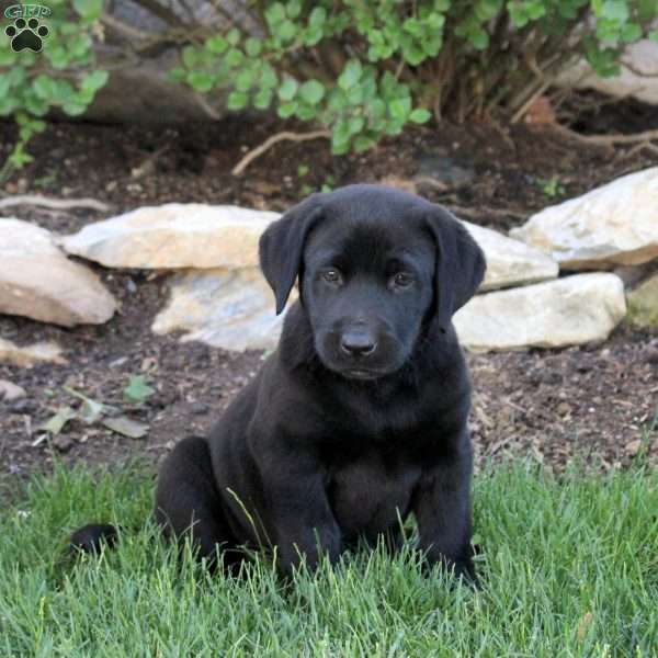 Tina, Black Labrador Retriever Puppy