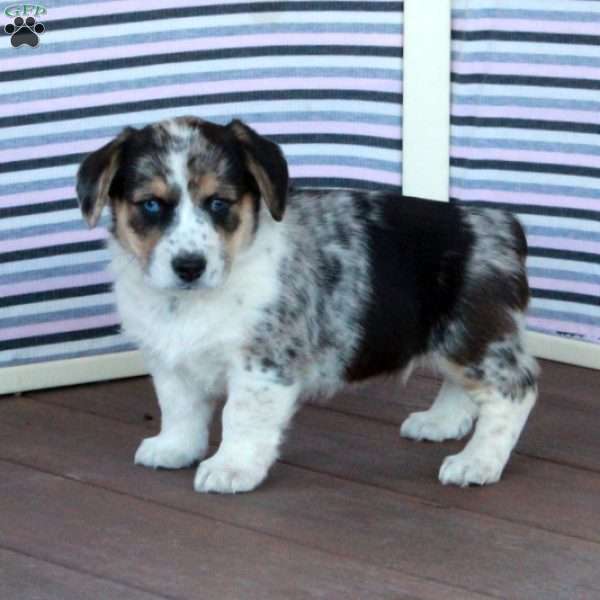 Tina, Welsh Corgi Mix Puppy