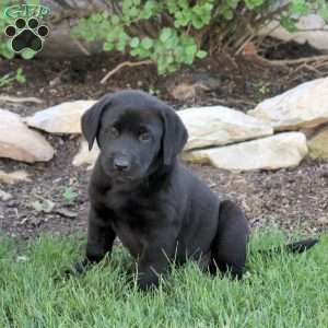 Tina, Black Labrador Retriever Puppy