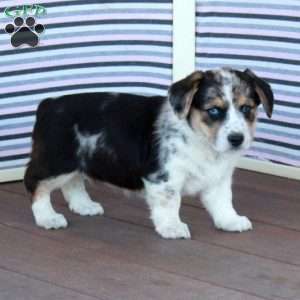 Tina, Welsh Corgi Mix Puppy