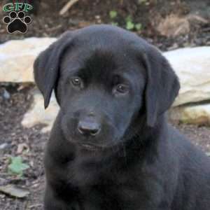 Tina, Black Labrador Retriever Puppy