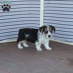 Tina, Welsh Corgi Mix Puppy