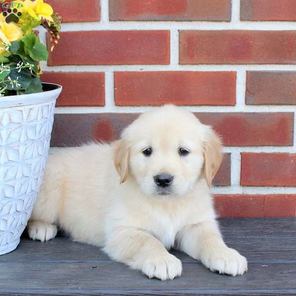 Tinker Bell, Golden Retriever Puppy