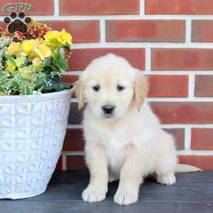 Tinker Bell, Golden Retriever Puppy