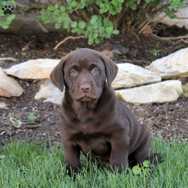 Tinker, Chocolate Labrador Retriever Puppy