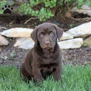 Tinker, Chocolate Labrador Retriever Puppy