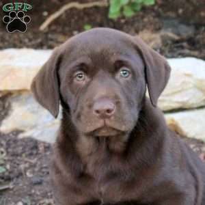 Tinker, Chocolate Labrador Retriever Puppy