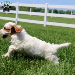 Tinker, Cavapoo Puppy