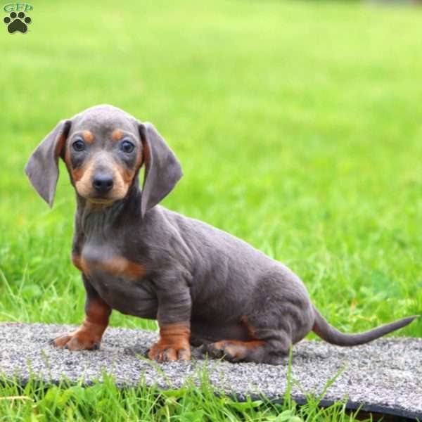 Tinker – Mini, Dachshund Puppy