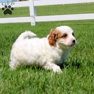 Tinker, Cavapoo Puppy