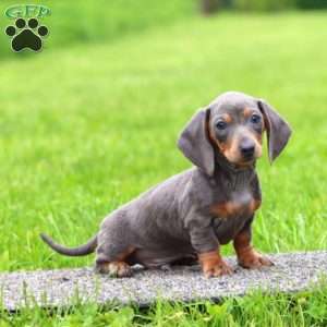Tinker – Mini, Dachshund Puppy