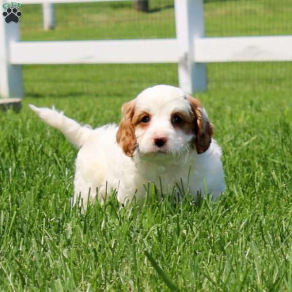 Tinker, Cavapoo Puppy
