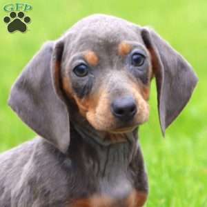 Tinker – Mini, Dachshund Puppy