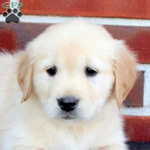 Tinker Bell, Golden Retriever Puppy
