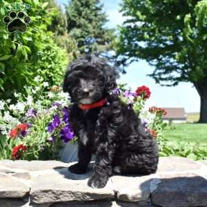 Tiny, Mini Goldendoodle Puppy