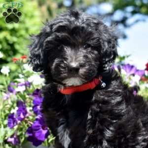 Tiny, Mini Goldendoodle Puppy