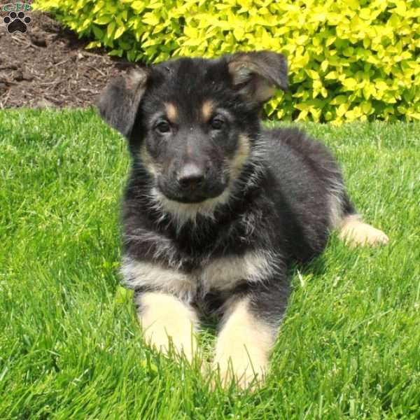 Titan, German Shepherd Puppy