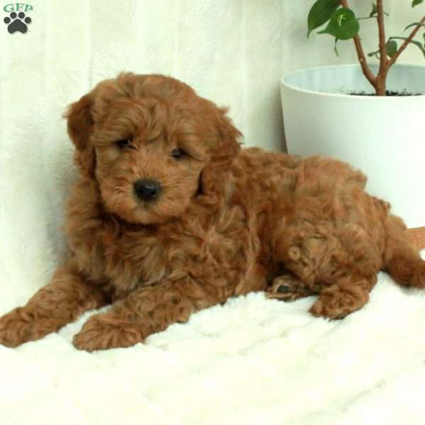 Titan, Mini Goldendoodle Puppy