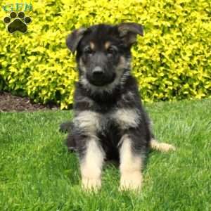 Titan, German Shepherd Puppy