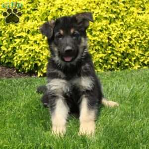 Titan, German Shepherd Puppy