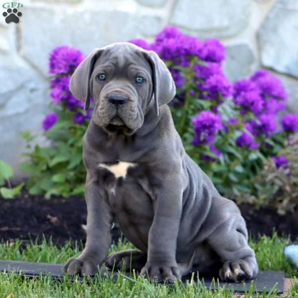 Tobias, Cane Corso Puppy