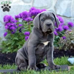 Tobias, Cane Corso Puppy