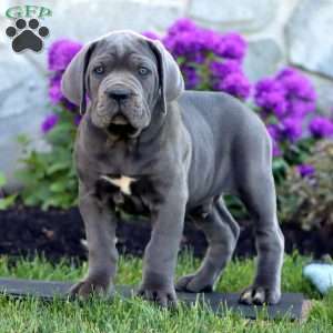 Tobias, Cane Corso Puppy