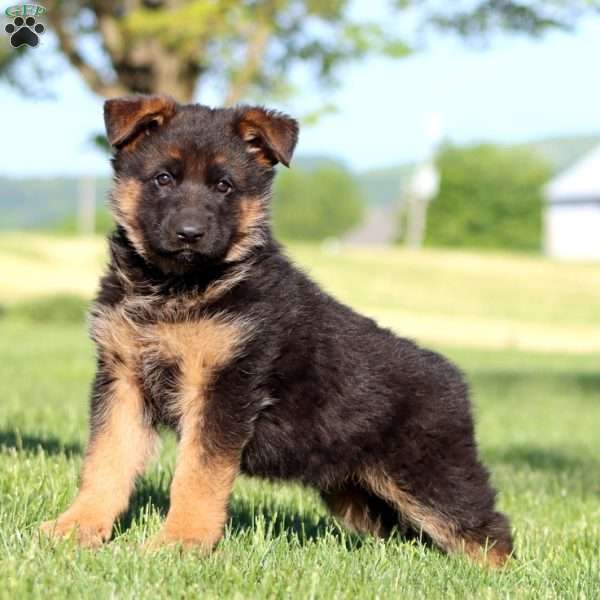 Toby, German Shepherd Puppy