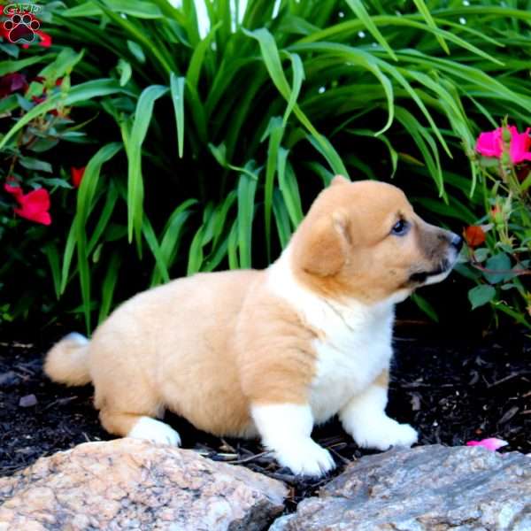 Toby, Pembroke Welsh Corgi Puppy