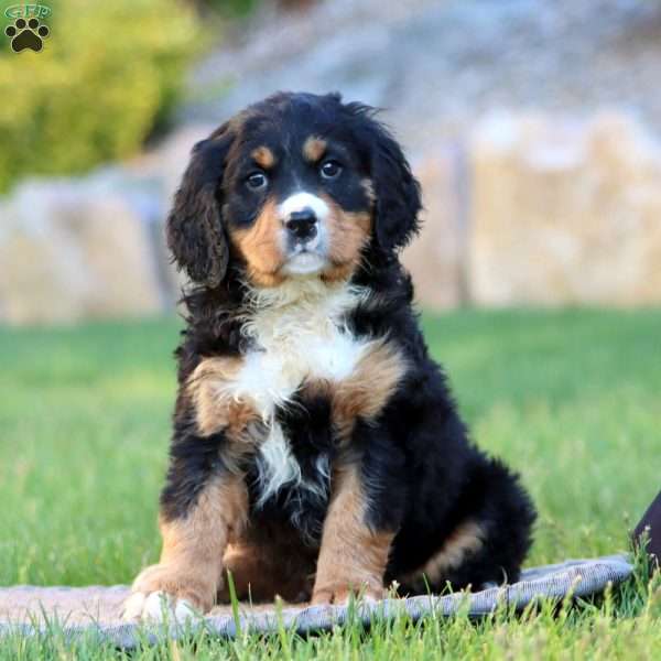 Toby, Miniature Bernese Mountain Dog Puppy