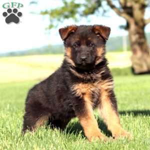 Toby, German Shepherd Puppy