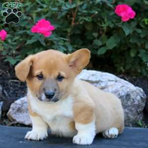 Toby, Pembroke Welsh Corgi Puppy