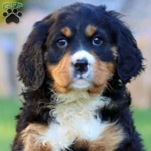 Toby, Miniature Bernese Mountain Dog Puppy