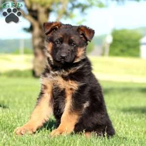 Toby, German Shepherd Puppy