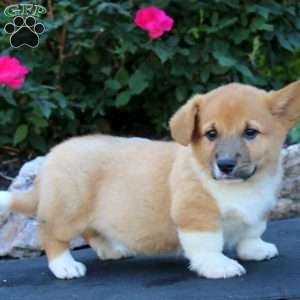 Toby, Pembroke Welsh Corgi Puppy