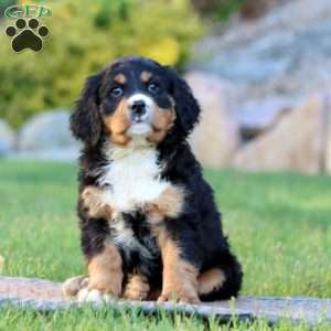 Toby, Miniature Bernese Mountain Dog Puppy