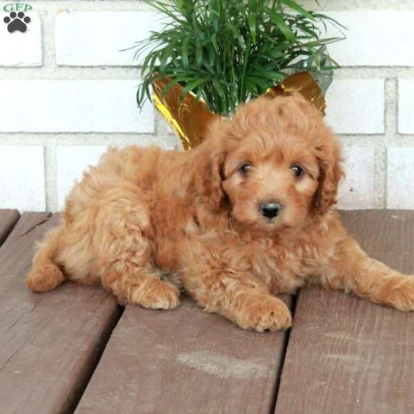 Todd, Cavapoo Puppy