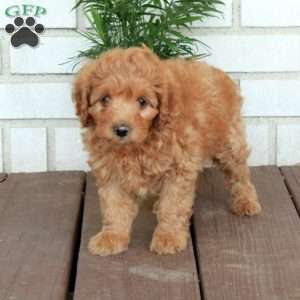 Todd, Cavapoo Puppy