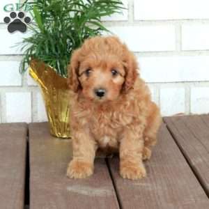 Todd, Cavapoo Puppy