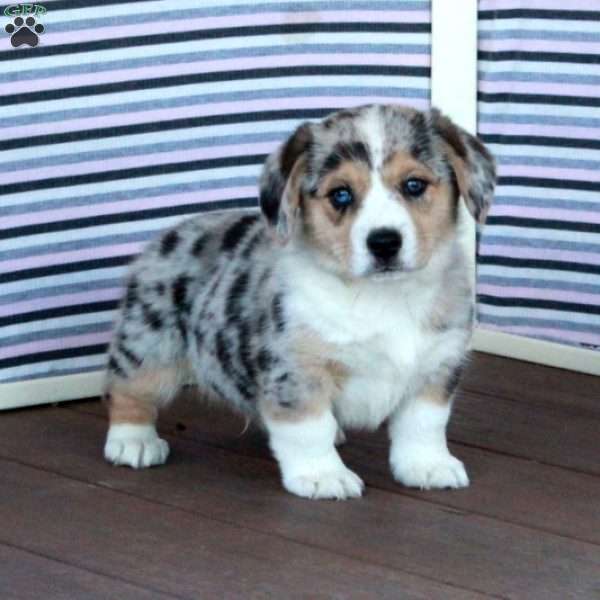 Tom, Welsh Corgi Mix Puppy
