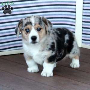 Tom, Welsh Corgi Mix Puppy