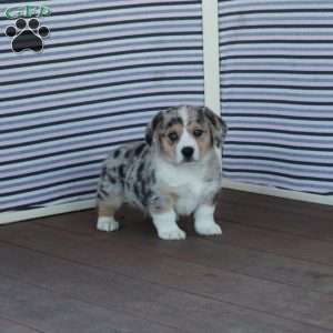 Tom, Welsh Corgi Mix Puppy