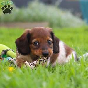 Tony, Dachshund Puppy