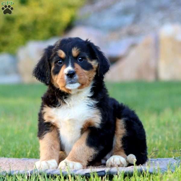 Tonya, Miniature Bernese Mountain Dog Puppy