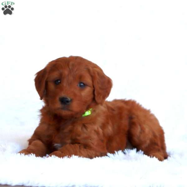 Tonya, Mini Goldendoodle Puppy